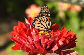 Maybe you would like to learn more about one of these? Monarch Butterfly Flowers You Should Grow Birds And Blooms