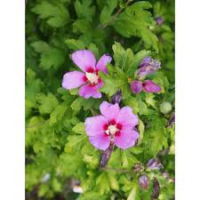 Image result for Hibiscus syriacus Violet Clair Double