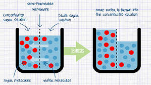 Check spelling or type a new query. Cellular Transport Diffusion Active Transport And Osmosis Dr Randall Science