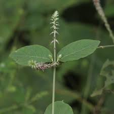 Image result for Elytraria acaulis