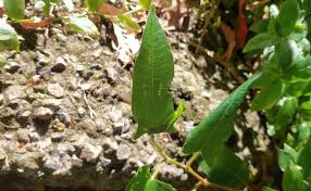 Image result for Persicaria strigosa