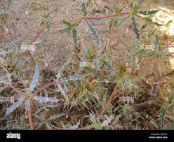 Image result for Blepharis obmitrata