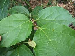 Image result for Cordia dichotoma