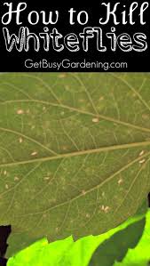 How To Get Rid Of Whiteflies On Indoor Plants For Good White Flies White Bugs On Plants Garden Pests