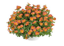 Portulaca Oleracea Pazazz Nano Orange 6 Plants Plants Portulaca Oleracea Trailing Plants
