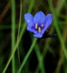 Image result for Aristea abyssinica