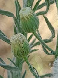 Image result for Erigeron bonariensis