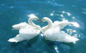 Love Birds Top Images And Wallpapers Http Www Hdwallpaperscool Com Love Birds Wallpapers Animals Beautiful Swan Love Beautiful Swan