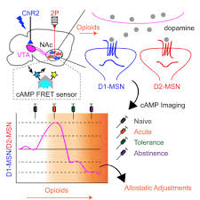 Allostatic Changes In The Camp System Drive Opioid Induced
