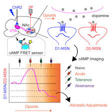 allostatic changes in the camp system drive opioid induced