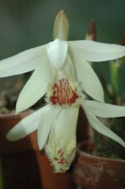 Check spelling or type a new query. Pleione X Confusa Golden Gate