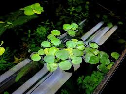 Plant Amazon Frogbit Floating Plants Freshwater Aquarium Plants Aquatic Plants