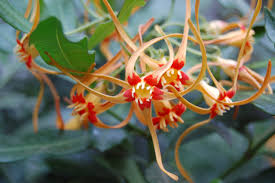 Image result for Strophanthus