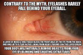 Have You Ever Wondered What Happened To The Eyelashes That Land Behind Your Eyeball 9gag