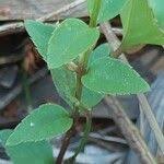 Image result for Torenia thouarsii