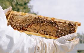 Backyard beekeeping is an interesting hobby that goes a long way toward promoting healthy honeybee populations. The Buzz On Beekeeping Alexandria Living Magazine