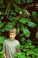 Image result for Anthocleista