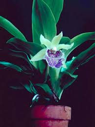 Image result for Coelachne