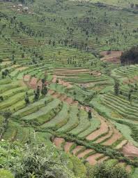 Image result for Pterygota mildbraedii