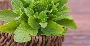 Khasiat dan kebaikan daun pudina daun pudina merupakan sejenis herba yang berasal dari keluarga labiatae da n ia tergolong dalam s pesies mentha , siapa sangka daun bergerigi dan. Khasiat Daun Pudina Bukan Sekadar Menyegarkan Bau Nafas Je Tau