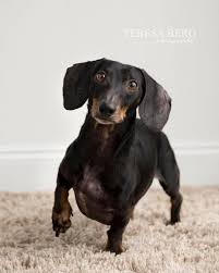 Welcome to red oak dachshunds, small breeders specializing in health tested purebred. Adopt Keesler On Petfinder Doxie Puppies Dachshund Mom Dog Adoption