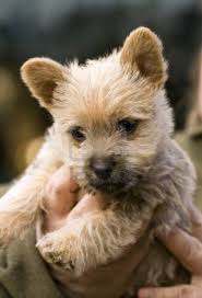 Please be aware that norwich terriers being sold via the internet or less than the standard price, may not be purebred norwich terriers. Norwich Terrier Vs Yorkshire Terrier Breed Comparison