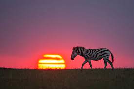 Striped Sunset By Manish Mandhyan Wildlife Photography National Geographic Wildlife Photography National Geographic Photography