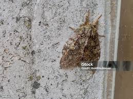 Image result for Peridea anceps