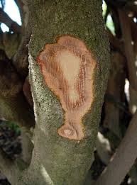 Image result for Embelia schimperi