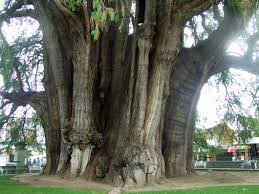 Ahuehuete est un site de vente en ligne de produits du monde et plus particulierement de produits du ahuehuete est né de la rencontre entre un français et une mexicaine, tous deux voulant faire. Mexico In Pictures The Ahuehuete Tree Plant Talk