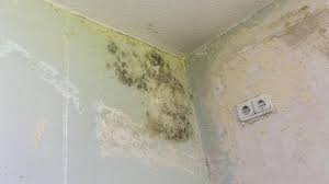 Seit dem ist alles wieder in ordnung. Schimmel Im Bad An Der Decke Das Konnen Sie Tun Focus De