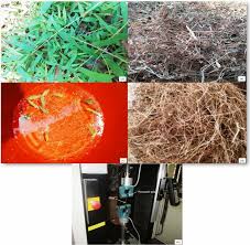 Image result for Oplismenus hirtellus