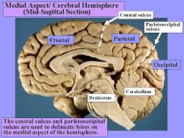 Gross Anatomy Of The Brain Dr G R