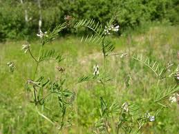 Image result for Vicia hirsuta
