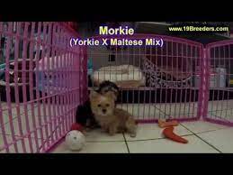 Craigslist ky pets for sale. Craigslist Elizabethtown Ky Jobs Jobs Ecityworks