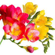 Freesia Sunset Sisters Collection With Images Freesia Flowers Planting Bulbs Freesia