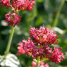 Image result for Centranthus