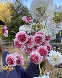 Image result for Sopubia ramosa