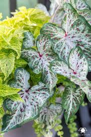 What flowers grow in georgia. Four Low Maintenance Green Plants That Will Thrive In The Hot Georgia Sun Kelley Nan