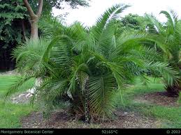 Image result for Phoenix reclinata