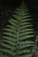Image result for Asplenium hypomelas
