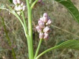 Image result for Hermbstaedtia