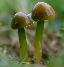 What looks like glass, the mushroom gets its unique and intense green color palette as part of its oozy phase during the fruiting stage. Gliophorus Psittacinus Parrot Waxcap Identification