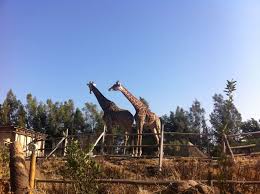 Entre el buin marino y todo lo demás!sí bien,todo está envuelto en un montaje muy bello y estudiado.cada día me convenzo más. Las Mejores 20 Ideas De Buin Zoo Metropolitana Cocodrilo Del Nilo Zoo