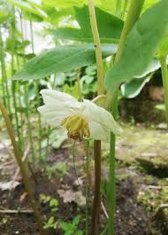 Image result for Podophyllum  peltatum