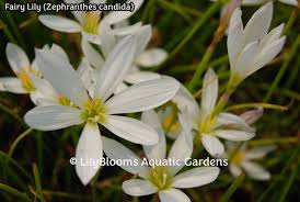 Image result for Zephyranthes candida