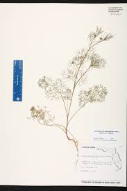 Image result for Apium leptophyllum