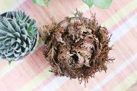 How To Take Care Of A Rose Of Jericho Hunker Unusual Plants Jericho Rose Large Flower Pots