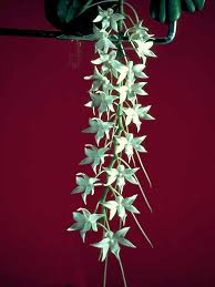 Image result for Aerangis stelligera