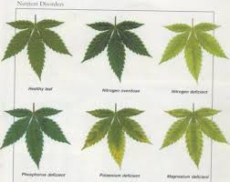 leaf illustrations and charts to help diagnose plant